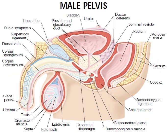 Anatomical Male Pelvis Cross Section And Testicle Model Ebay 3576